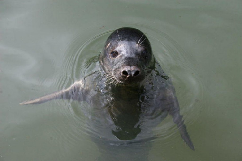 Listen to this seal sing the Star Wars theme. Seriously – CNET