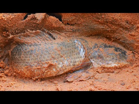 Viral Fishing 2020! Catch Snakehead Fish, Catfish & Frogs in Underground Hole Then Cook for Lunch