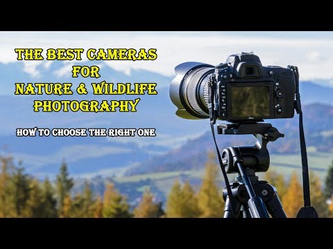 The Best Cameras for Nature, Landscape, and Wildlife Photography – 2020