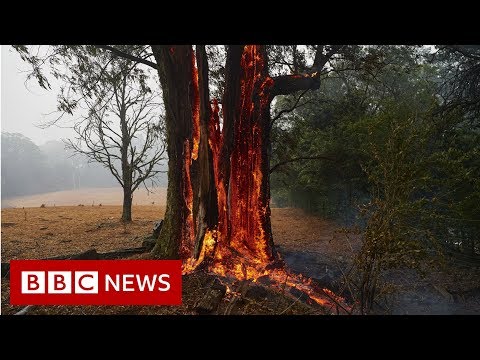 Australia fires: The animals struggling in the crisis  – BBC News