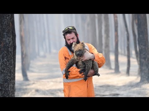 Over 1 billion animals feared dead in Australian wildfires, experts say