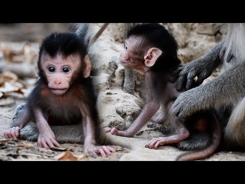 Cutest baby animal video 2020 | Adorable Wildlife Baby Monkey Helpy Want To Walk