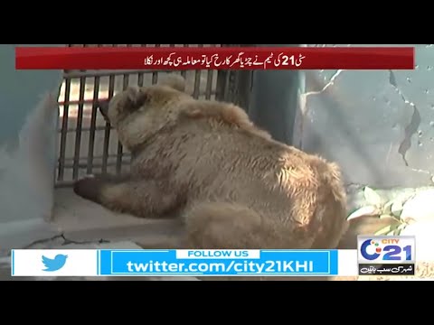 Video Bear Starving and Sick Viral on Social Media | City 21